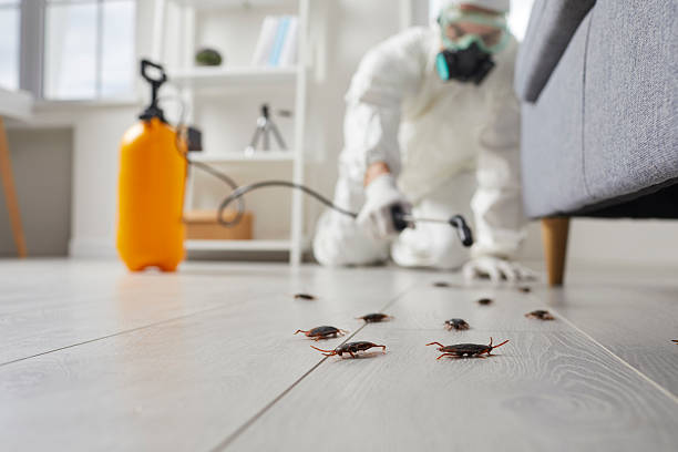 Post-Treatment Bed Bug Interceptor Monitoring in Denair
